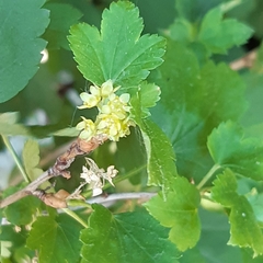 Ribes alpinum