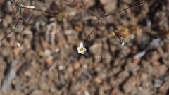 Leptosiphon pygmaeus continentalis