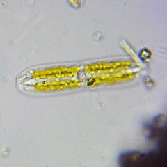 Tryblionella