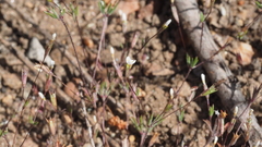 Leptosiphon pygmaeus continentalis