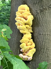 Laetiporus sulphureus