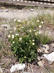 Drymocallis rupestris