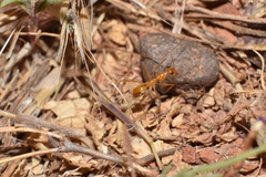 Myrmecocystus