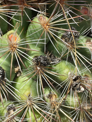 Pediocactus nigrispinus