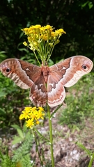 Callosamia angulifera