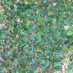 Cotoneaster hjelmqvistii