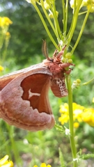 Callosamia angulifera