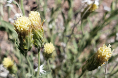 Brickellia oblongifolia