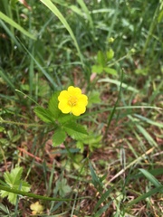 Potentilla simplex