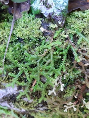 Selaginella helvetica