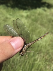 Neurocordulia xanthosoma