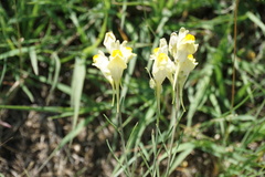 Linaria incompleta