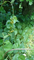 Lamium galeobdolon montanum