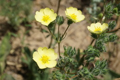 Potentilla recta pilosa