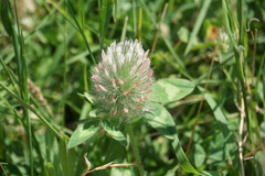 Trifolium diffusum