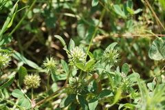 Trifolium retusum