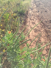 Glaucium corniculatum