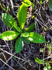 Picris japonica kamtschatica