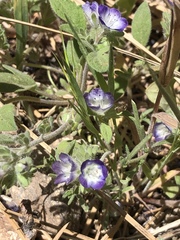 Phacelia patuliflora