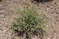Brickellia oblongifolia