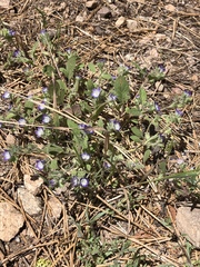 Phacelia patuliflora