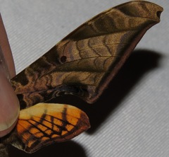 Protambulyx euryalus