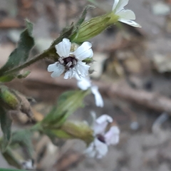 Microbotryum lychnidis-dioicae