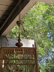 Empidonax difficilis