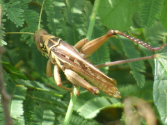Kraussaria angulifera