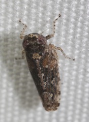Dixianus utahnus