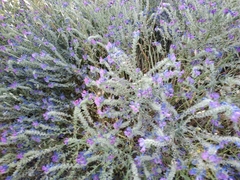 Echium plantagineum