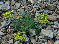Lomatium macrocarpum