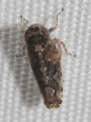 Dixianus utahnus