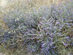 Echium plantagineum