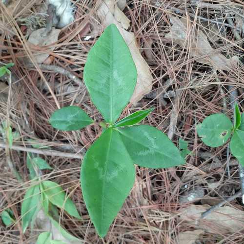 Ixbut (Euphorbia lancifolia)