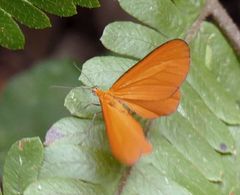 Eudulophasia invaria