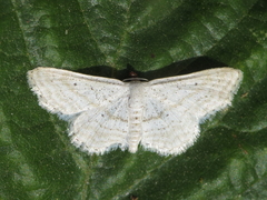 Idaea elongaria