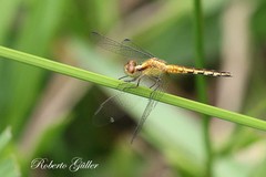 Erythrodiplax paraguayensis