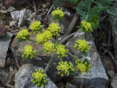 Lomatium macrocarpum