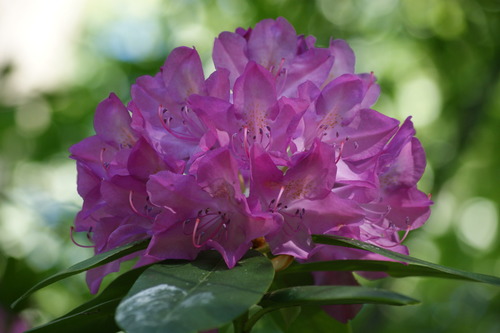 photo of Rhododendrons And Azaleas (Rhododendron)