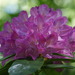 photo of Rhododendrons And Azaleas (Rhododendron)