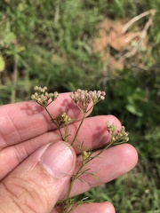 Spermolepis