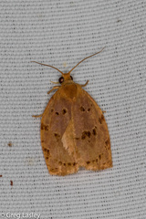 Archips rileyana