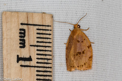 Archips rileyana