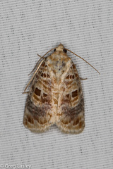 Diastema tigris