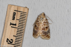 Diastema tigris