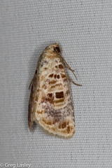 Diastema tigris