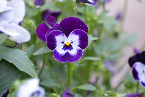 photo of Garden Pansy (Viola × wittrockiana)