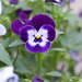 photo of Garden Pansy (Viola × wittrockiana)