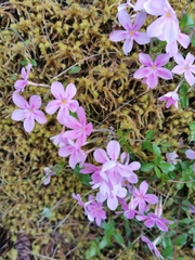 Phlox adsurgens